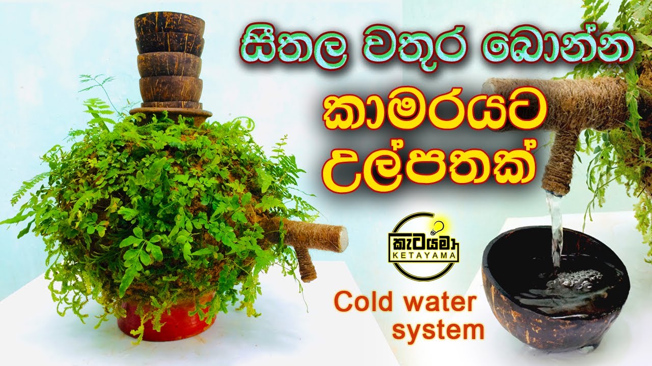 සීතල වතුර බොන්න ස්වභාවික ශාක සහිත පුංචි පරිසර පද්ධතියක් හදමු / Water cooling with natural plants