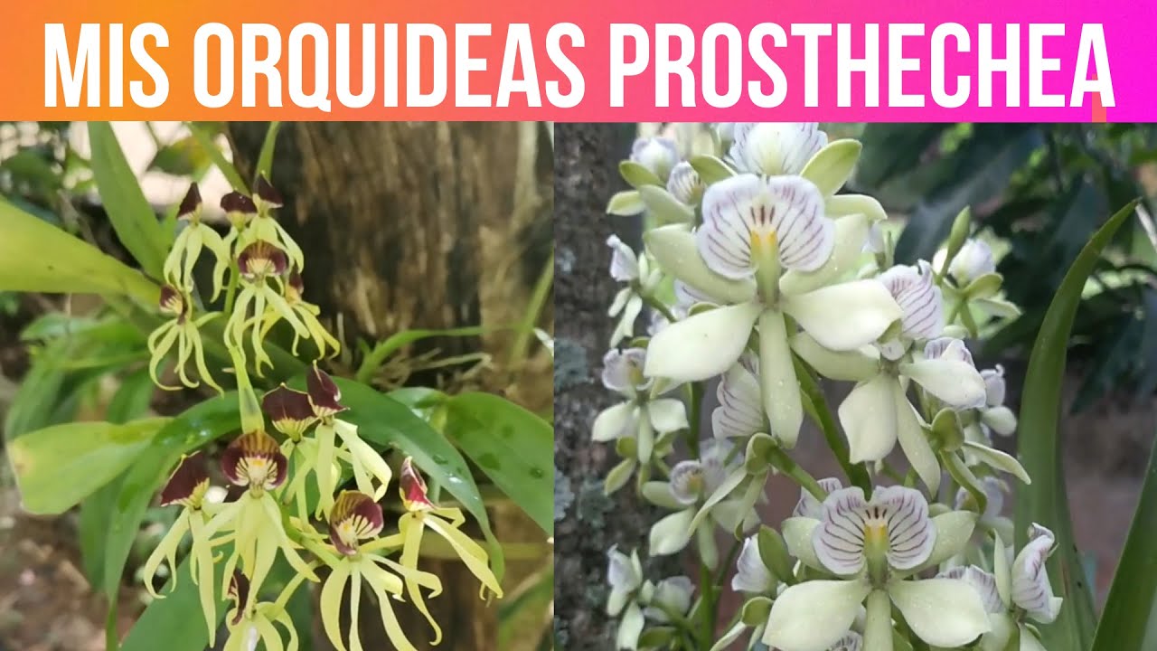 MIS ORQUIDEAS PROSTHECHEA EN FLORACION CUIDADOS DE ORQUIDEAS
