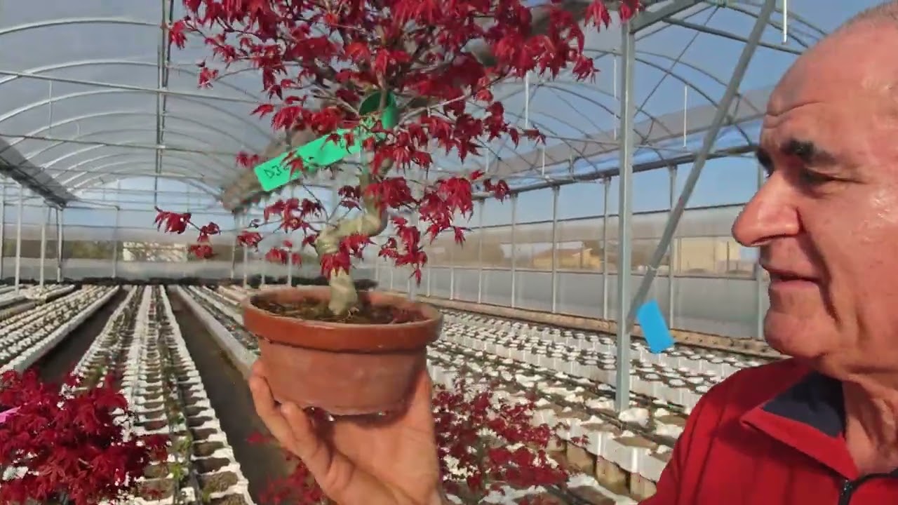 Лист Acer palmatum 220 евро с доставкой. #небари #бонсай #питарх #acer