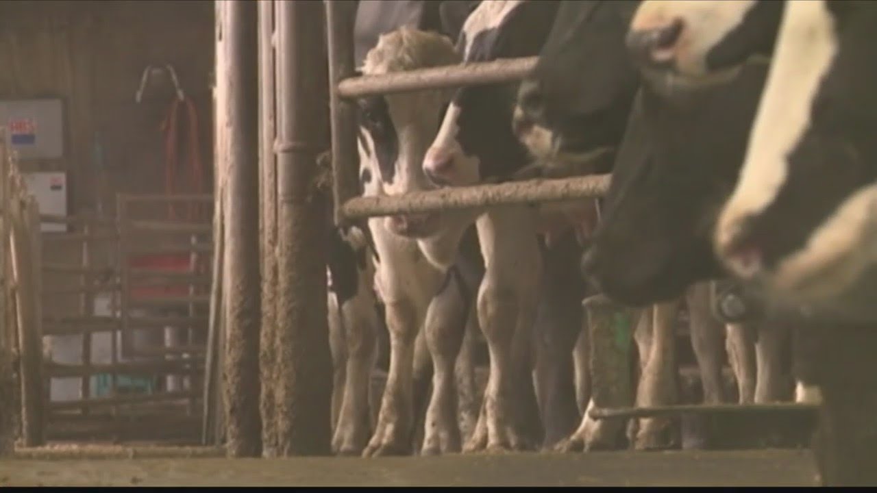 Dairy industry heavily impacted by COVID-19