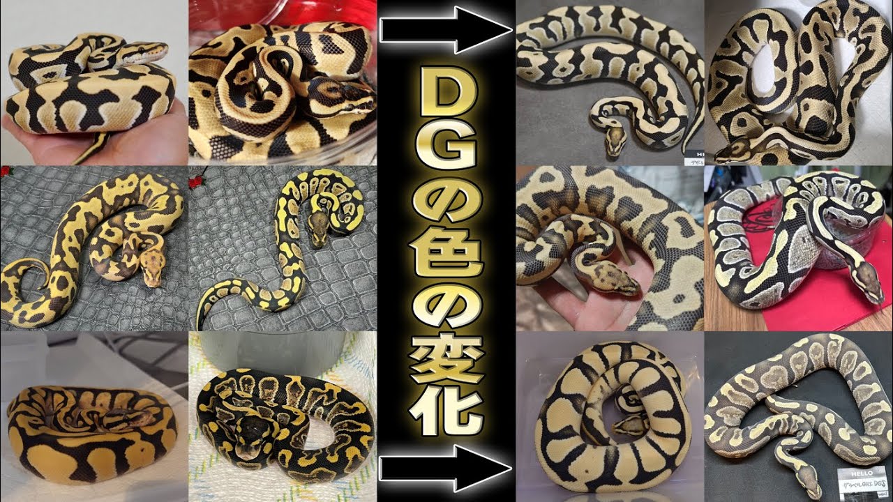 【成長するとどんな色？】お客様のリアルな声と写真!!DGのホワイトアウトの色味比較!!【ボールパイソン】#ペット #動物 #爬虫類 #浜松市 #蛇 #飼育 #ブリード #ケージ #reptiles