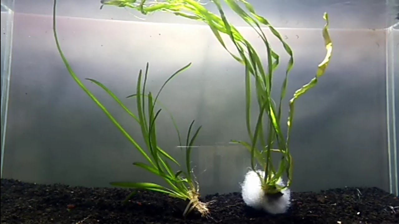 vallisneria  piedra y liga!   con eso queda?