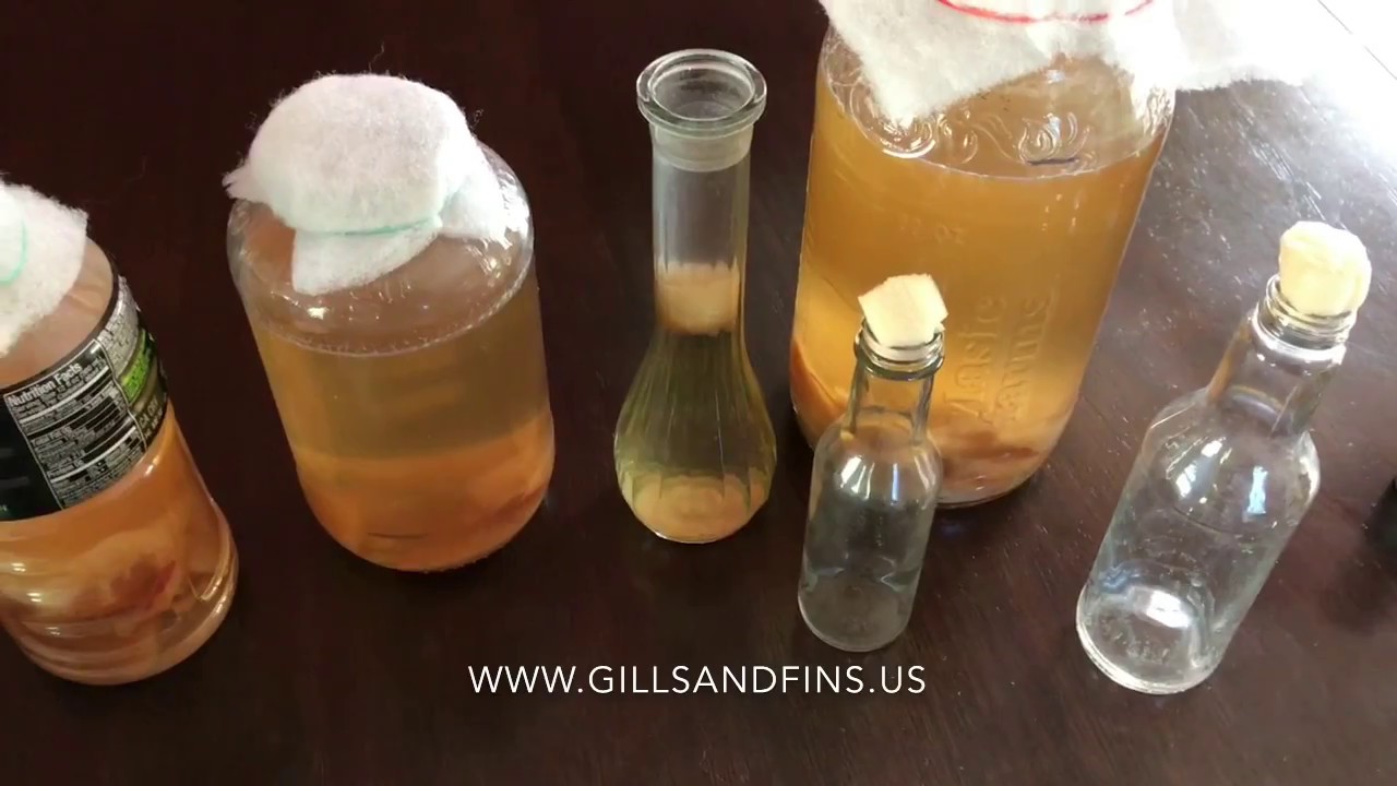 Vinegar Eels Your Questions Answered