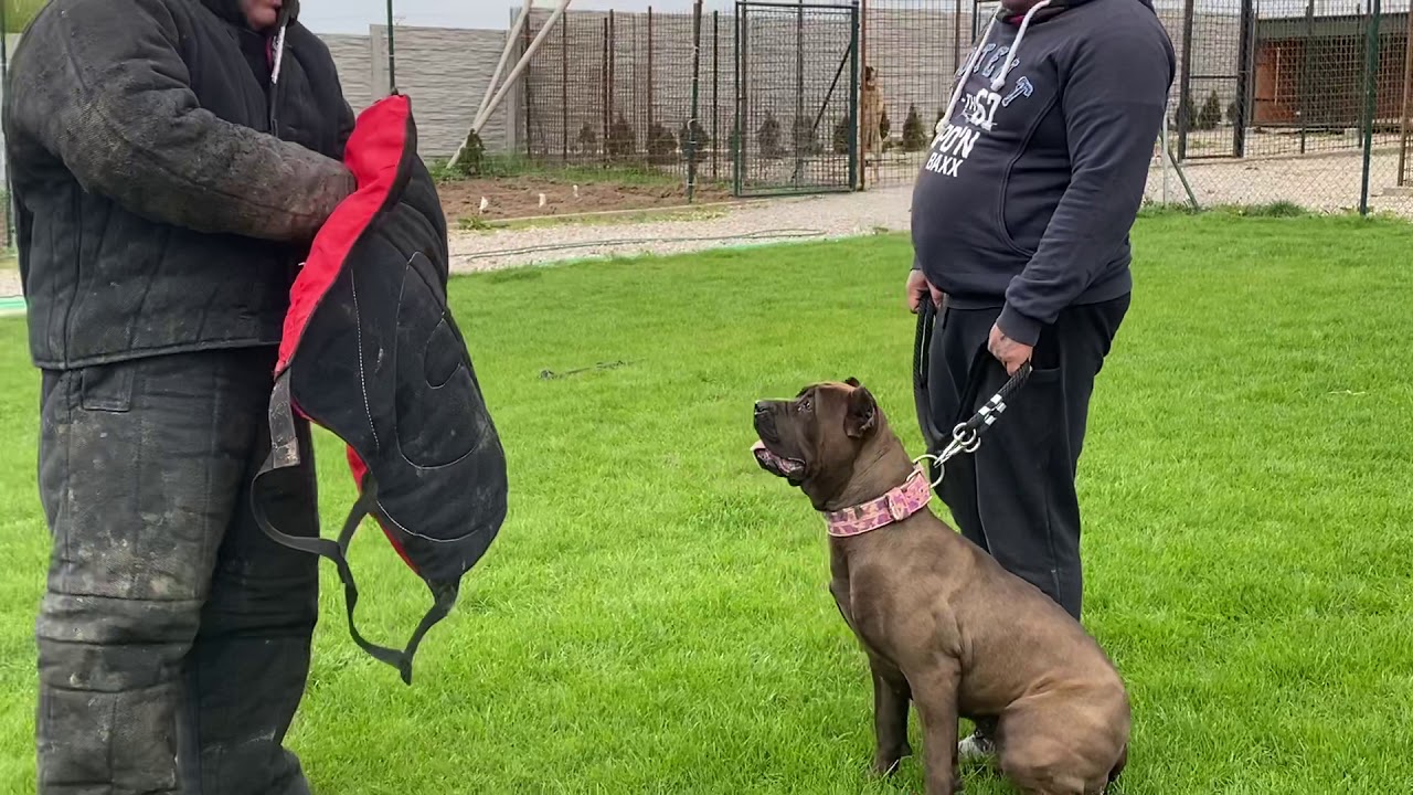 Bandog Crayta 21.months old protection training