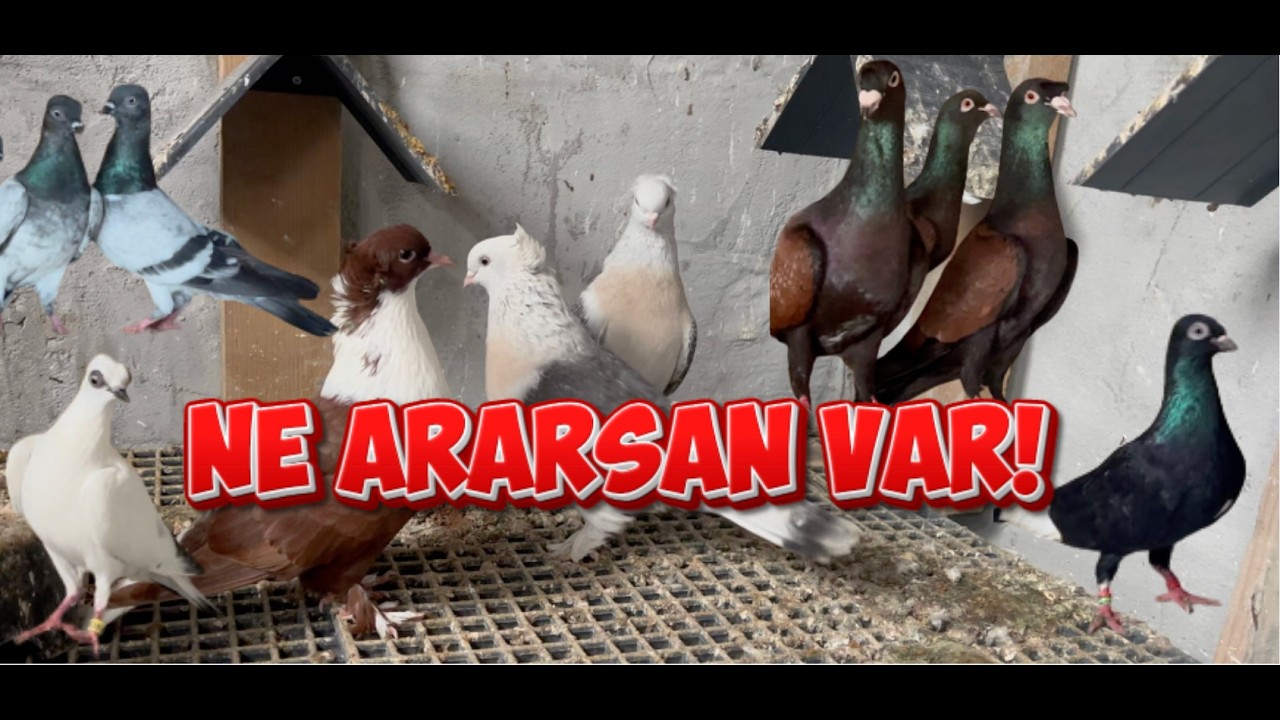 BU KÜMESLERE BAYILACAKSINIZ! MUHSİN HOCAMIN KÜMESLERİNİ ZİYARET ETTİM!