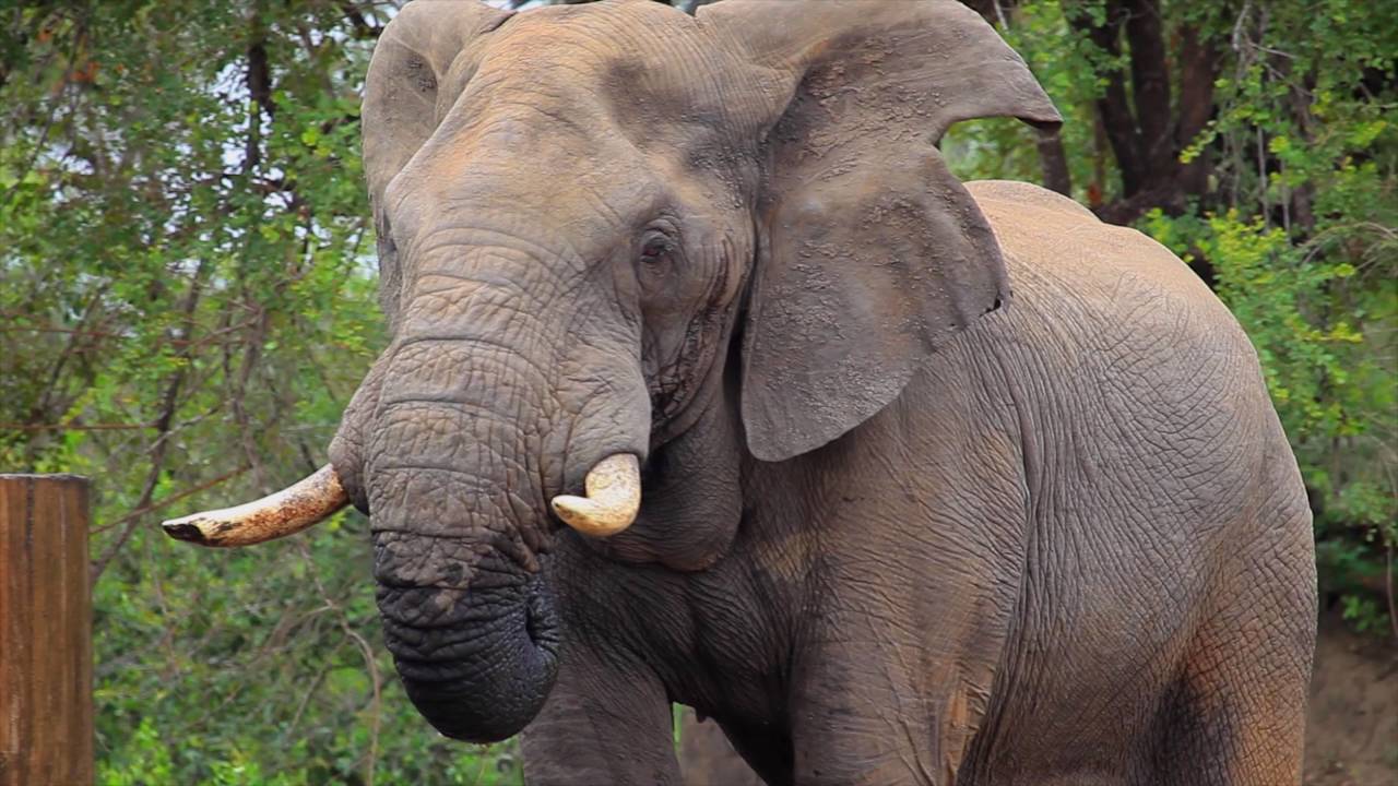 Walking Safari in Africa - intense close encounters with wildlife
