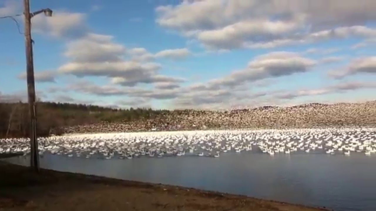Watch & Listen to 10,000 Snow Geese Taking Off Together!!