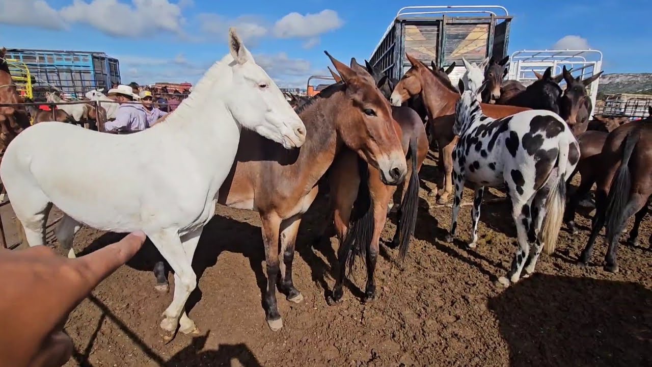 Las Mejores Mulas de Puebla y Oaxaca descubre precios plazas ganaderas tianguis ganadero