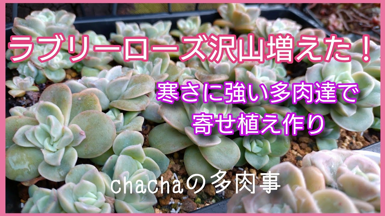 【多肉植物】ラブリーローズと寒さに強い多肉で寄せ植え🌱