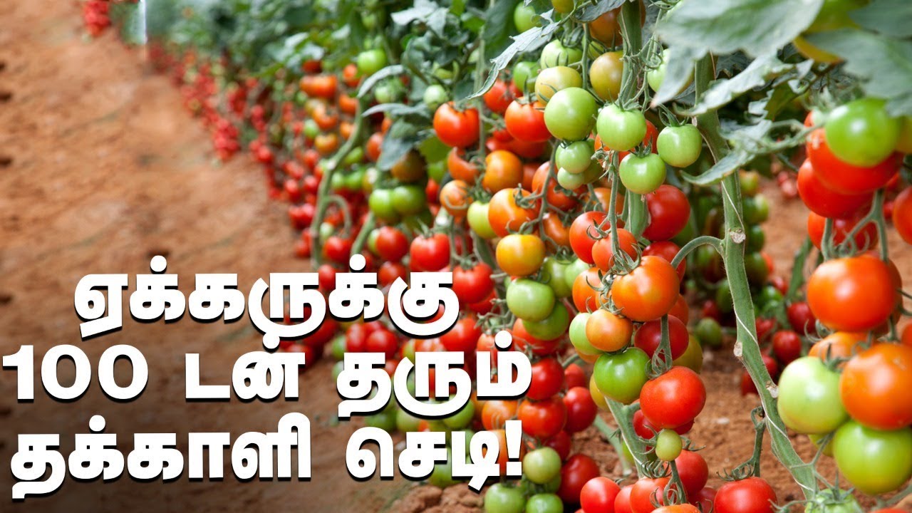 தக்காளி ஏக்கருக்கு 100 டன் மகசூல்... செடி உயரமோ 15 அடி... அசத்தும் தக்காளி சாகுபடி!