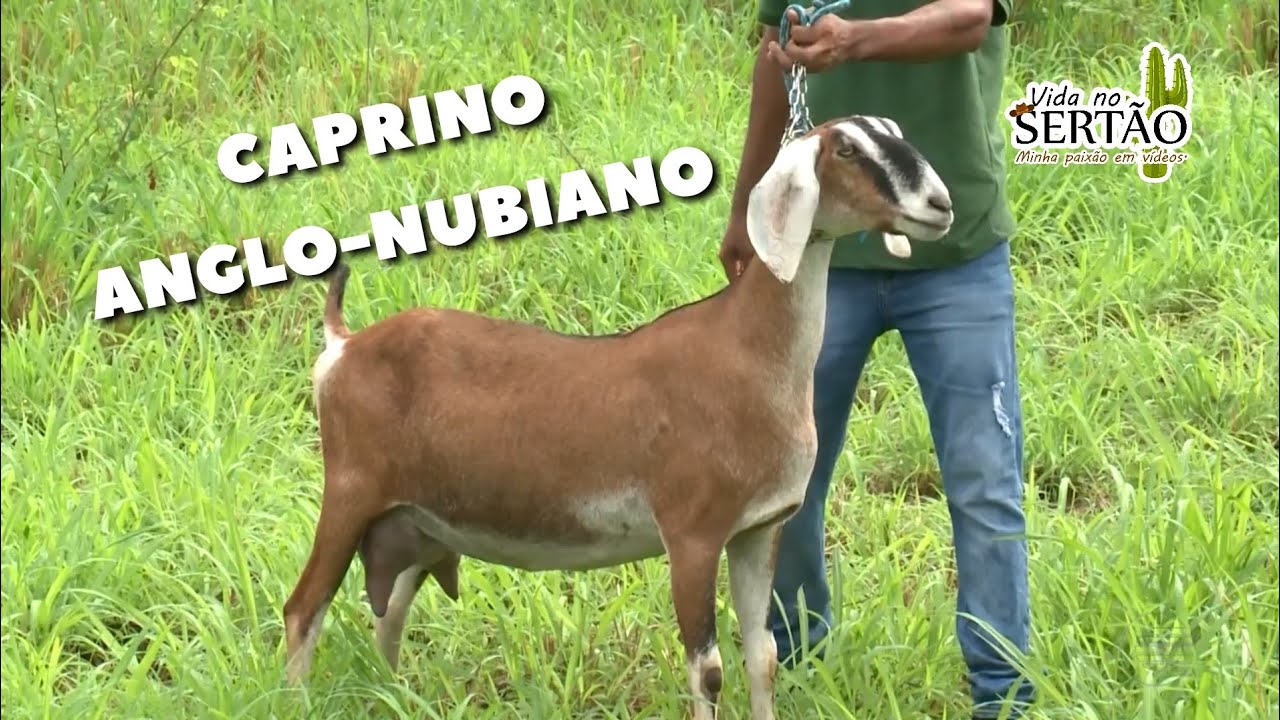 FAZENDA NO PIAUÍ CRIA CAPRINOS ANGLO-NUBIANOS #caprino #ovinocultura #sertanejo