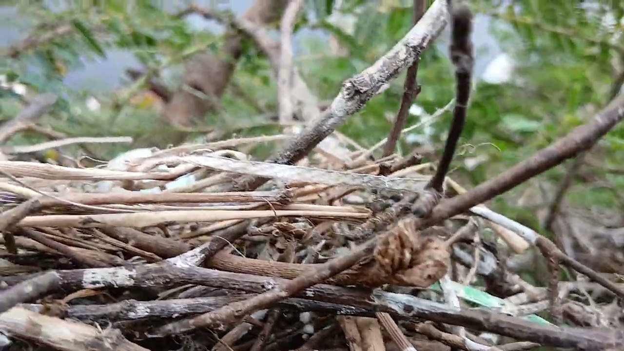 Birds laying biggest eggs in biggest trees with biggest nests#eggs&birds#wildlifevideos#naturevideo 