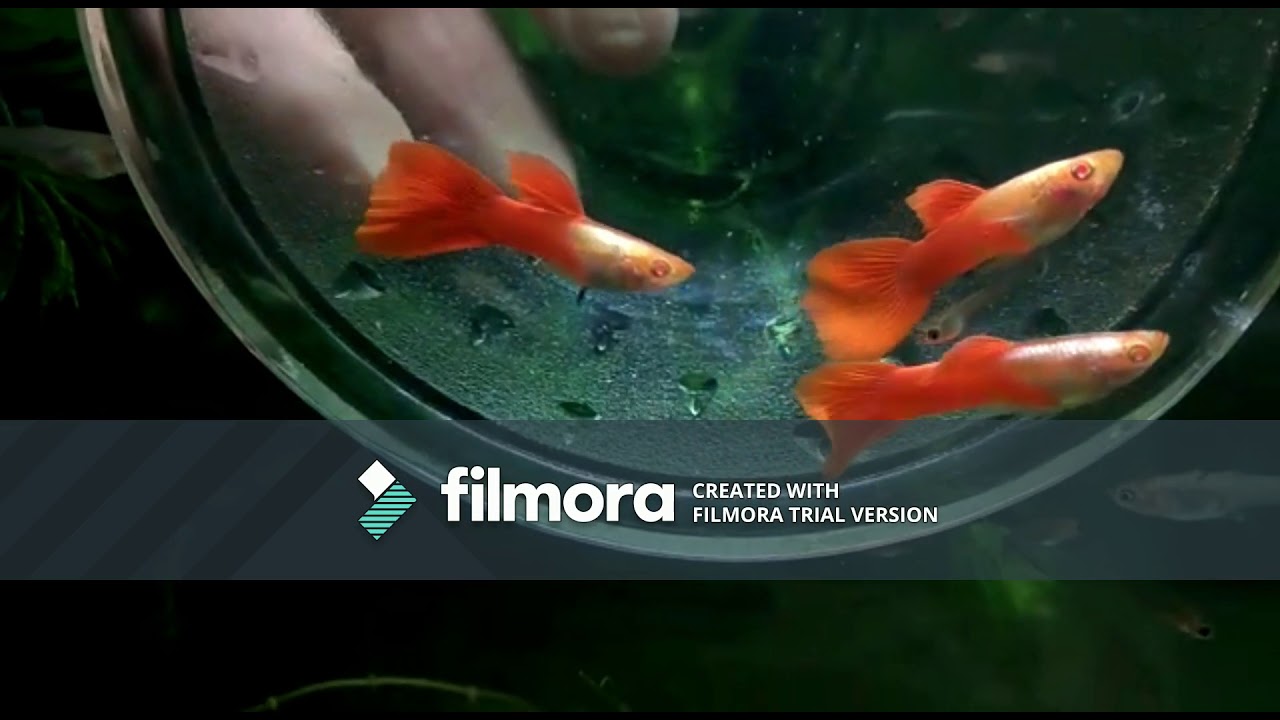 BEAUTIFUL VARATIES OF GUPPY
