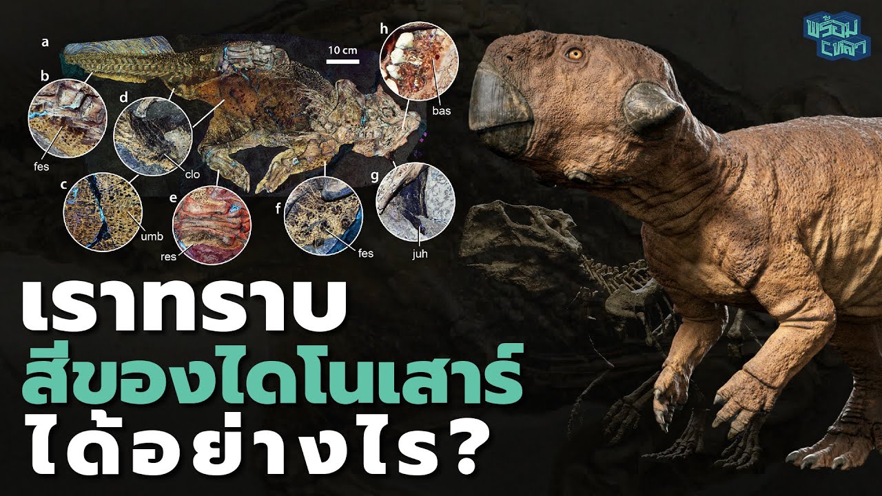 รู้ได้ไง...ไดโนเสาร์นี้สีอะไร
