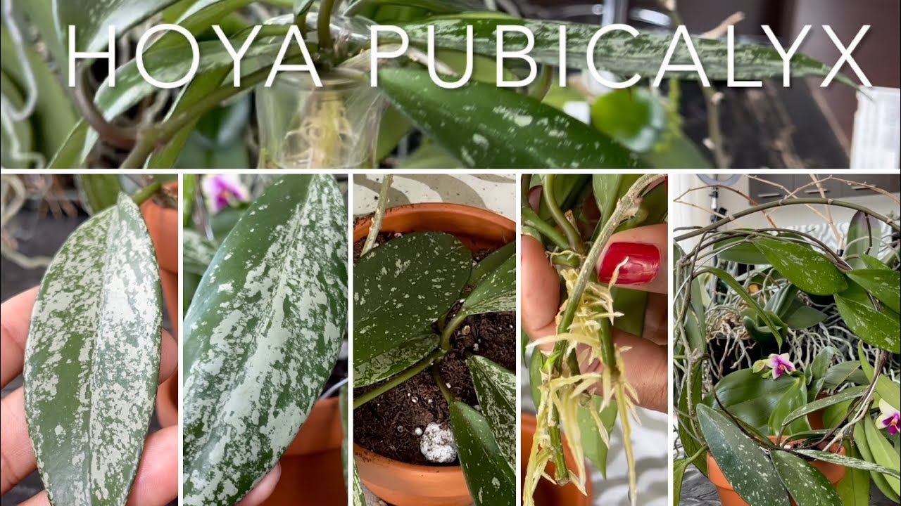 Хойя лобковая (Hoya Pubicalyx) — восковое растение в среду
