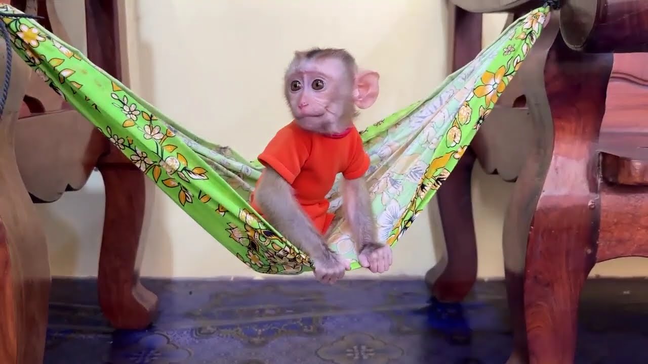 Little baby monkey