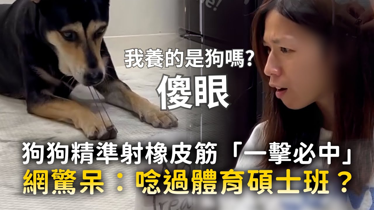 狗狗精準射橡皮筋「一擊必中」　網驚呆：唸過體育碩士班？