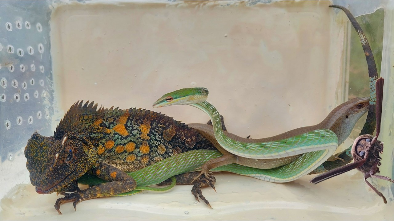 Catch beautiful reptiles, beautiful lizard, green snake, lizard, rare lizard, chameleon and bettles