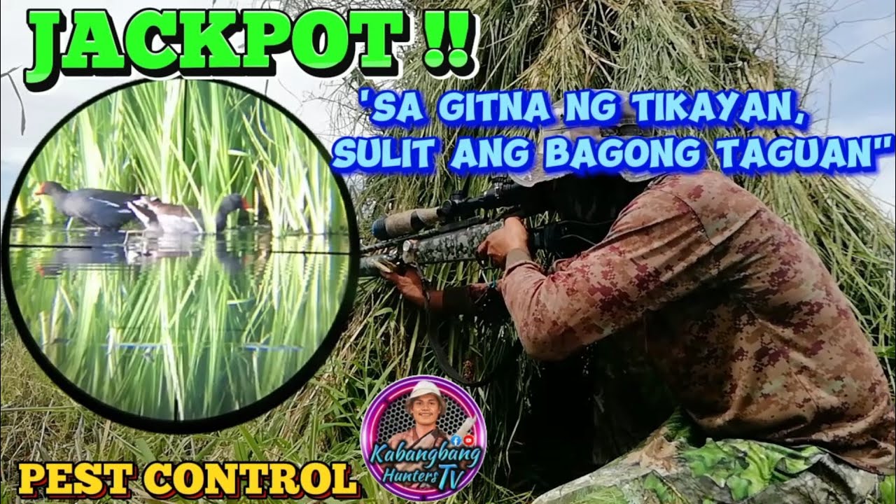 Jackpot!! Sa gitna ng tikayan, sulit ang bagong taguan.ulok, uwis, Tikling,hunting.