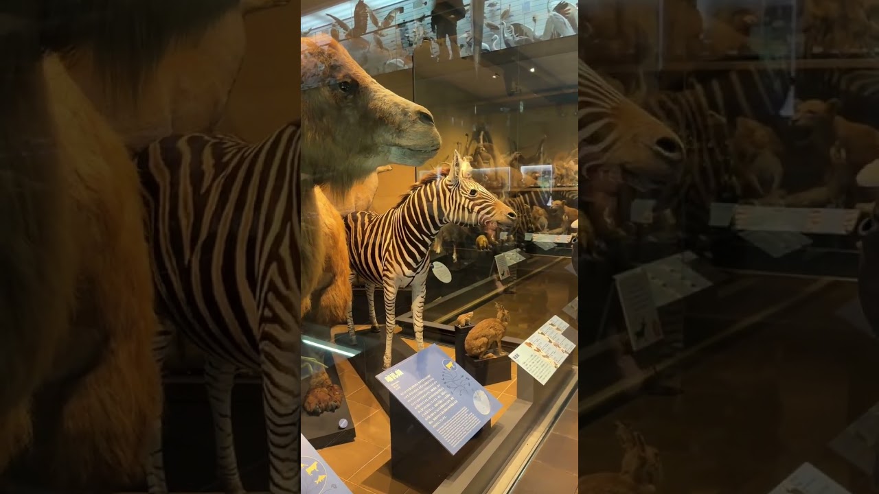 Must-Visit Museum in Kitakyushu, Japan 🇯🇵