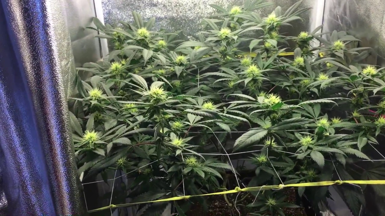 Headband Flowering Day 28