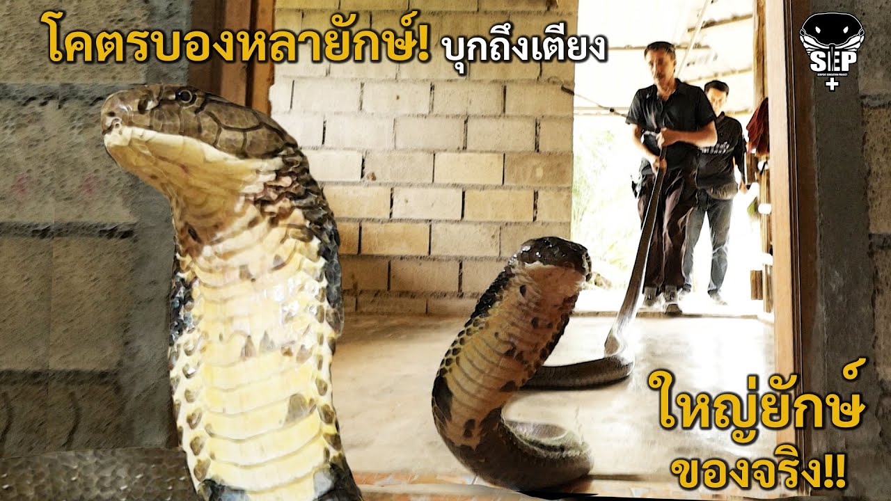 SEP EP.53 มหึมาโคตรบองหลายักษ์!! บุกเข้าถึงเตียง