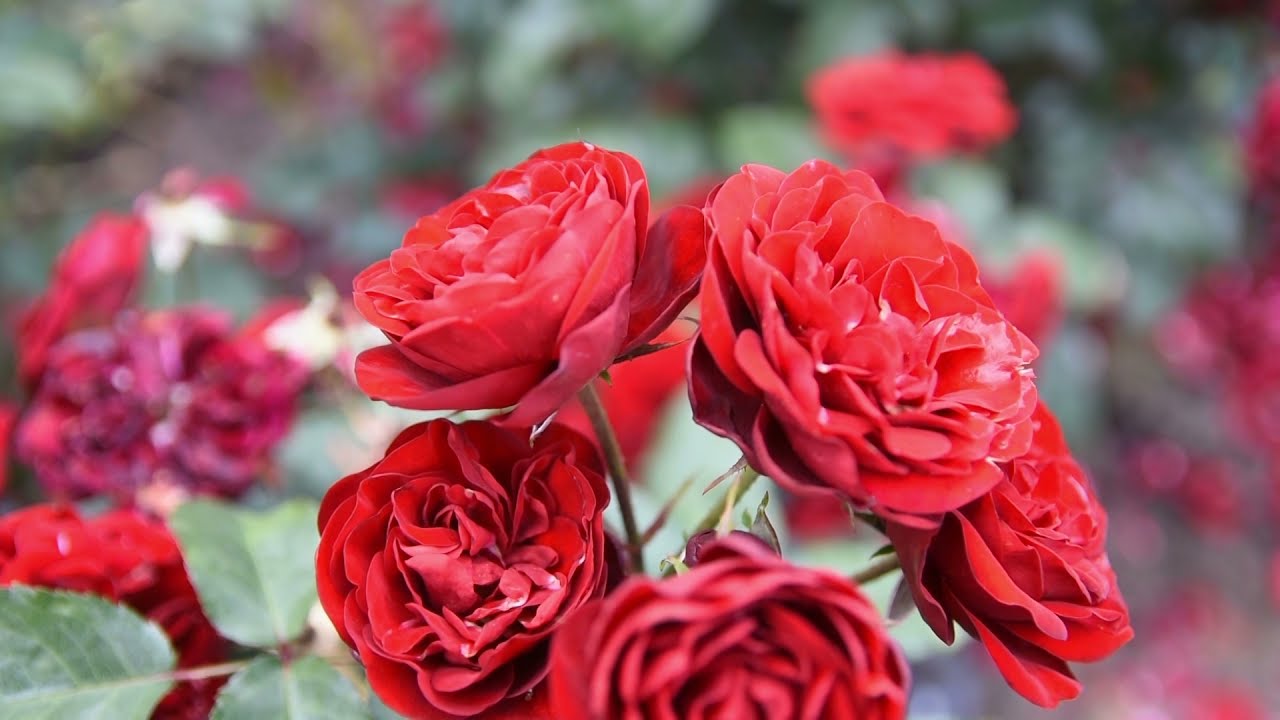 Kad ZAMIRIŠU RUŽE - Lipolist