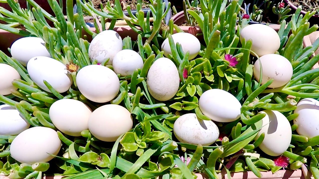 حصيلة بيض 🥚 لابأس بها… تربية الدجاج البلدي في سطح المنزل.