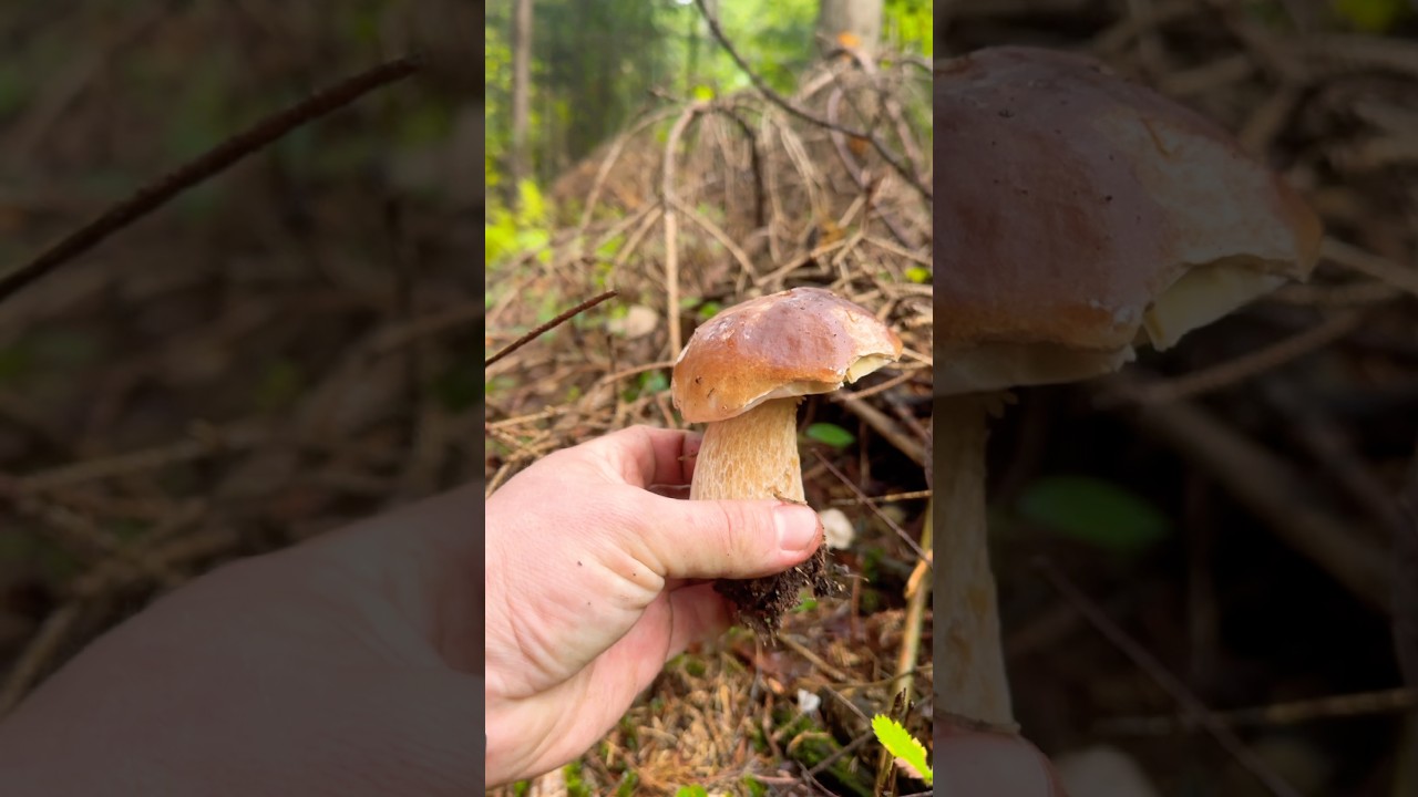 Boletus Edulis 2025&hearts;️ гриби 2025 #mushroom #boletus #boletusedulis #fungi #funghi #mushrooms #nature