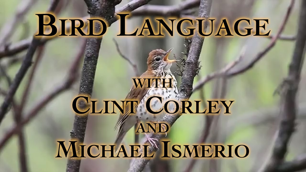 Bird Language with Clint Corley and Michael Ismerio Part 1