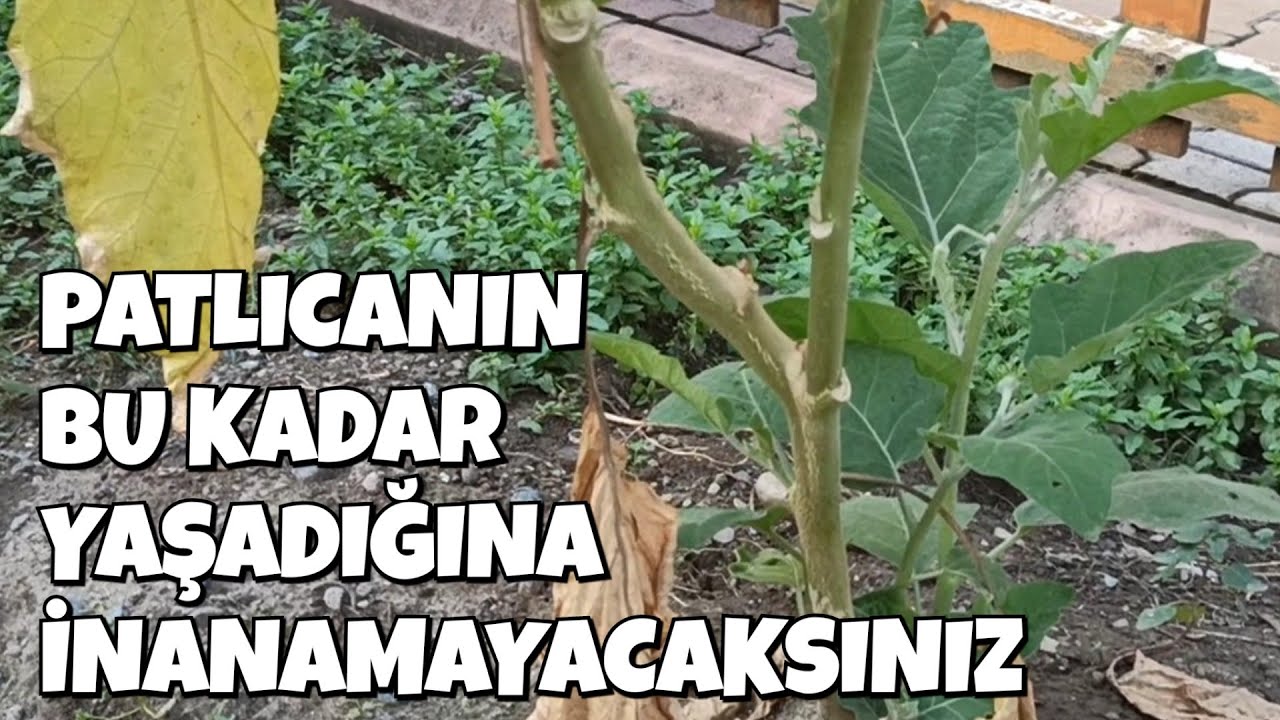 Yok Artık Bu Patlıcan Beş Yıl Yaşıyor