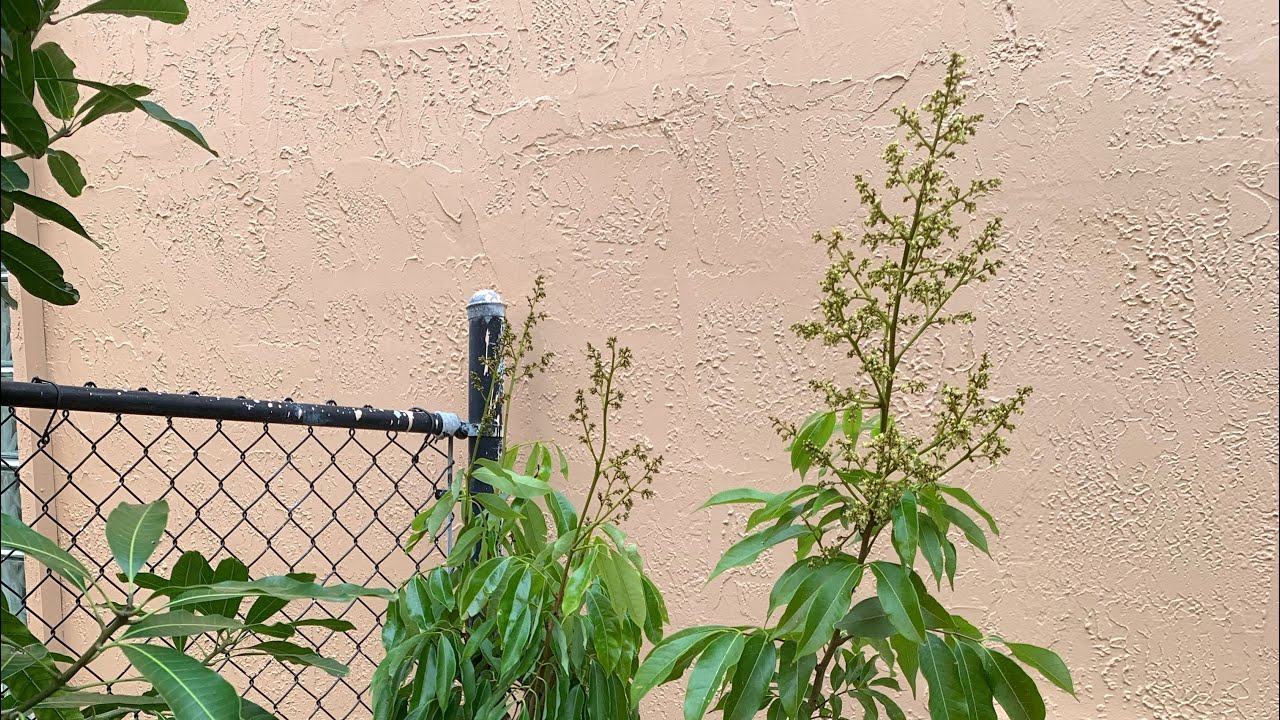 Grafting Marius lychee tree March 2024