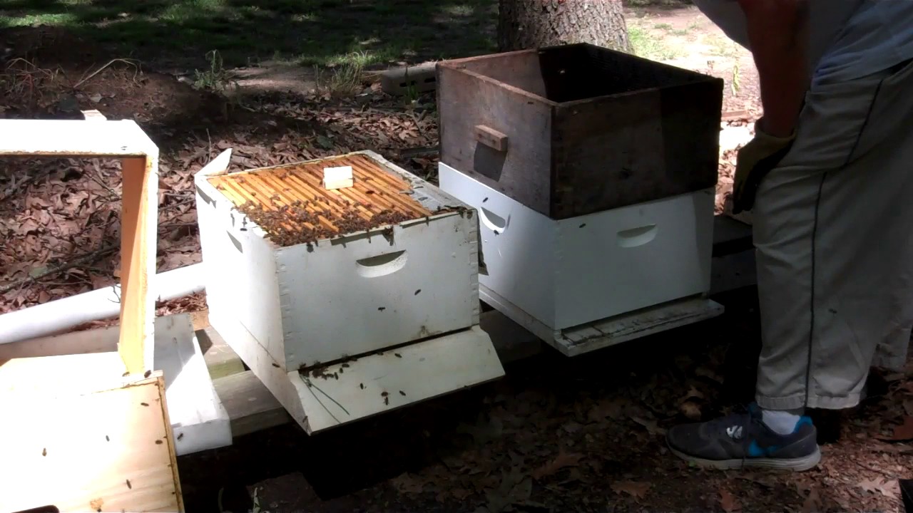 Requeening a Bee Hive