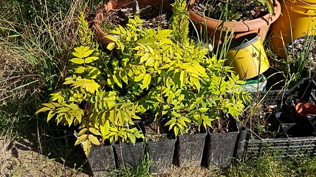Drzewo warzywne (Toona sinensis) - Mrozoodporność, 1 rok