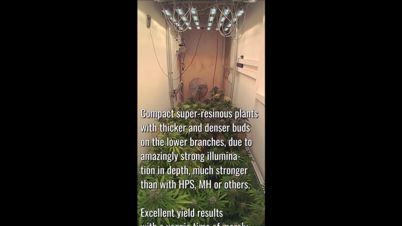 SANlight LED time lapse video #6