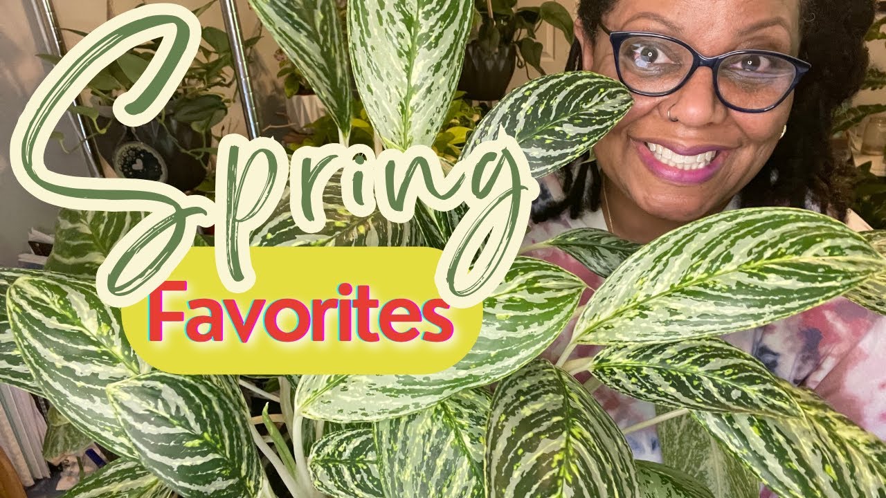 My 5 Favorite Houseplants This Spring Bursting With Growth