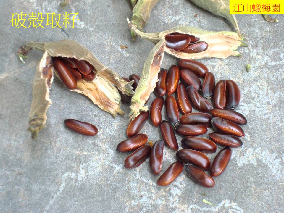 蠟梅栽種  Growing Fragrant Wintesweet