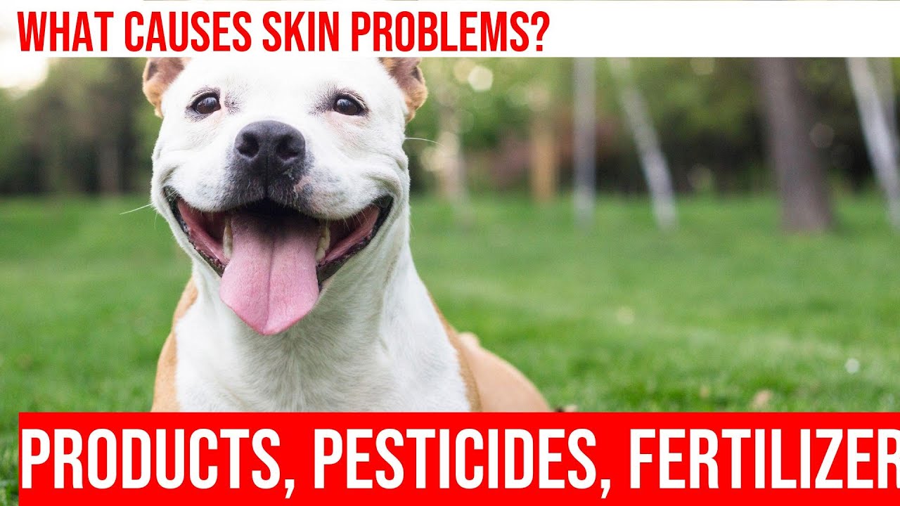 Preventing & Treating Chemical Irritant Skin Problems in Dogs