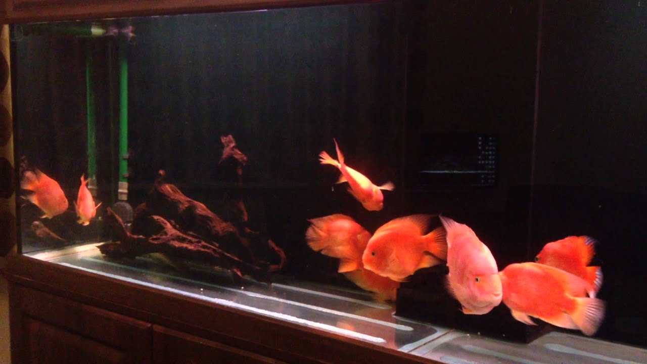 11 King Kong Parrots in an 8ft Set-up