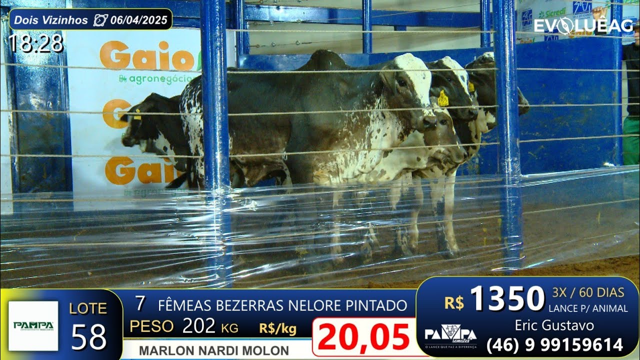 Lote 58 - 06/04/2025 | Marlon Nardi Molon - Dois Vizinhos, PR