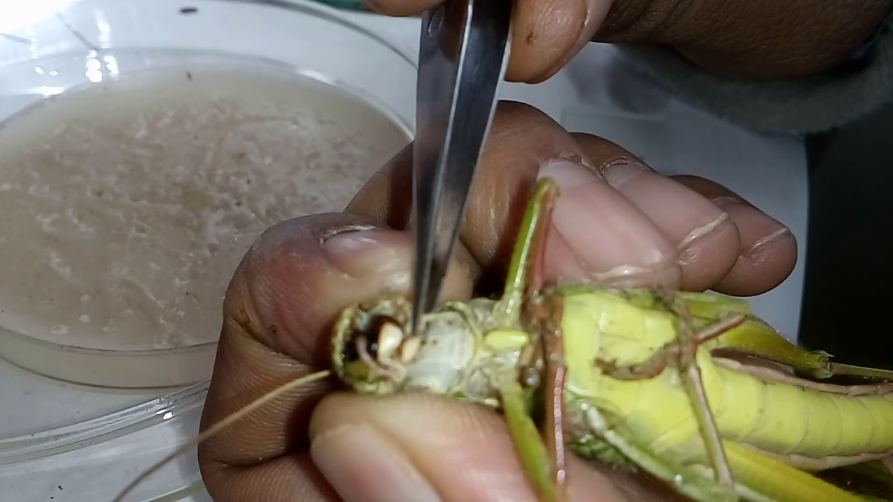 Grasshopper (Locust) mouth part and antennae dissection and slide preparation part 1