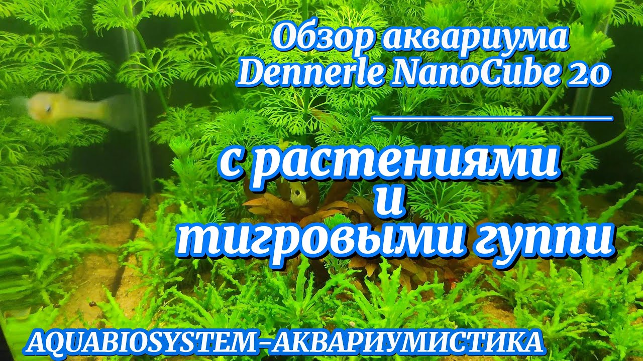 Обзор красочного аквариума Dennerle NanоСube 20 с растениями и тигровыми гуппи через три месяца.