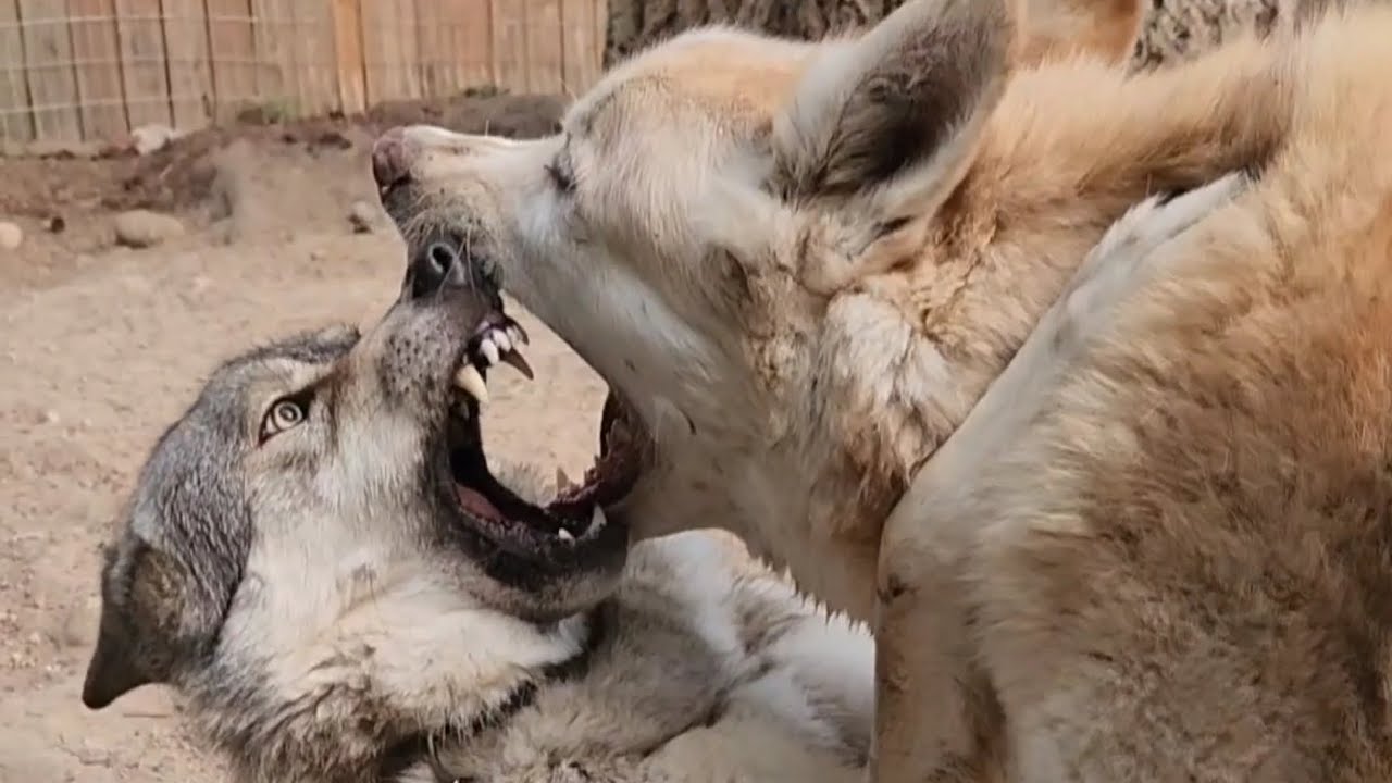 Honey and Jake's last Videos! Wolf and Wolfdog! #petwolf #honeythewolf #wolf #wolfdog
