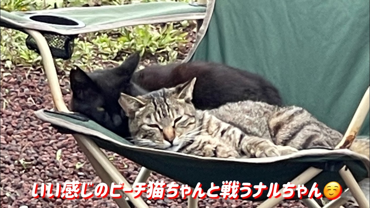 いい感じのビーチ猫ちゃんと戦うナルちゃん。
