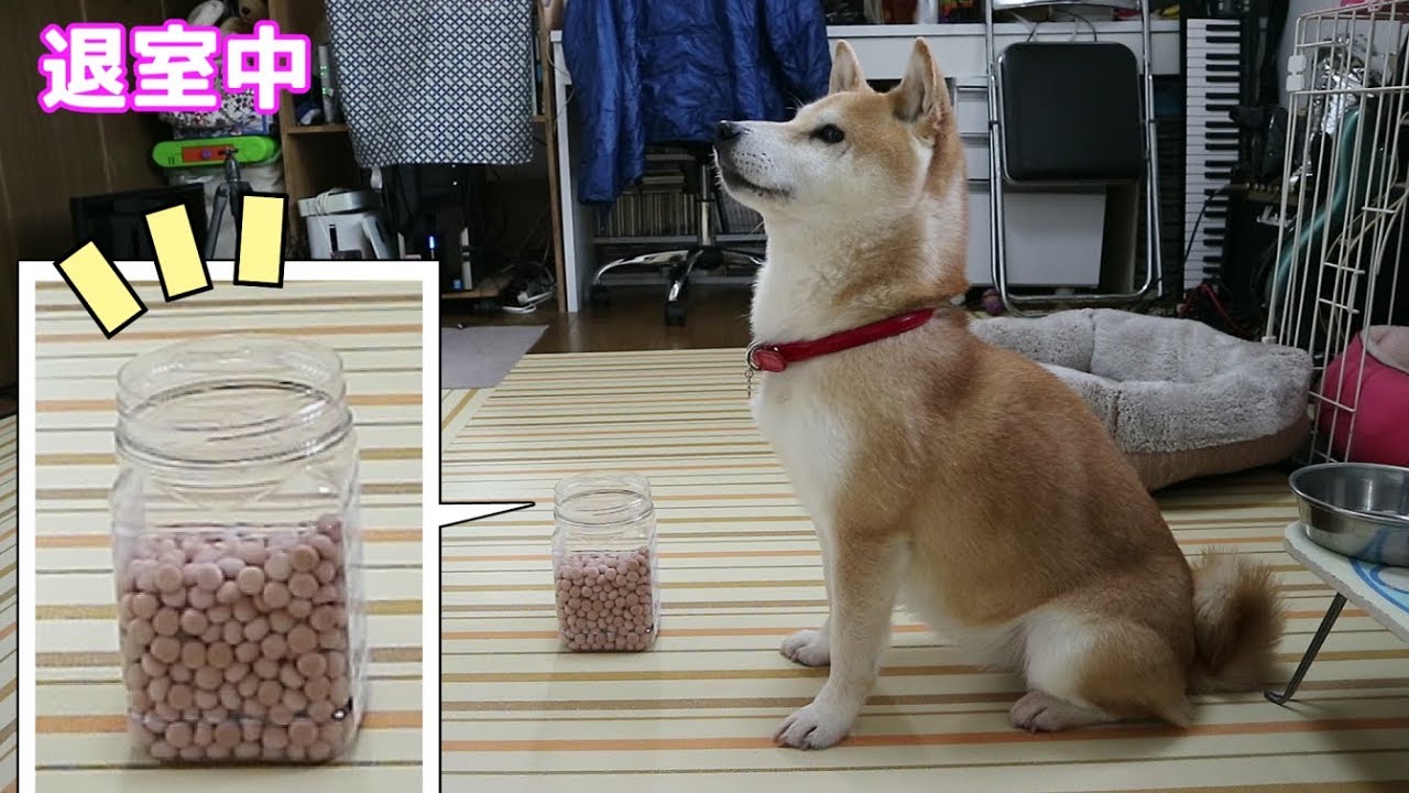 柴犬小春　【鉄の意志で待て】おやつ全開パッカーンで飼い主退室