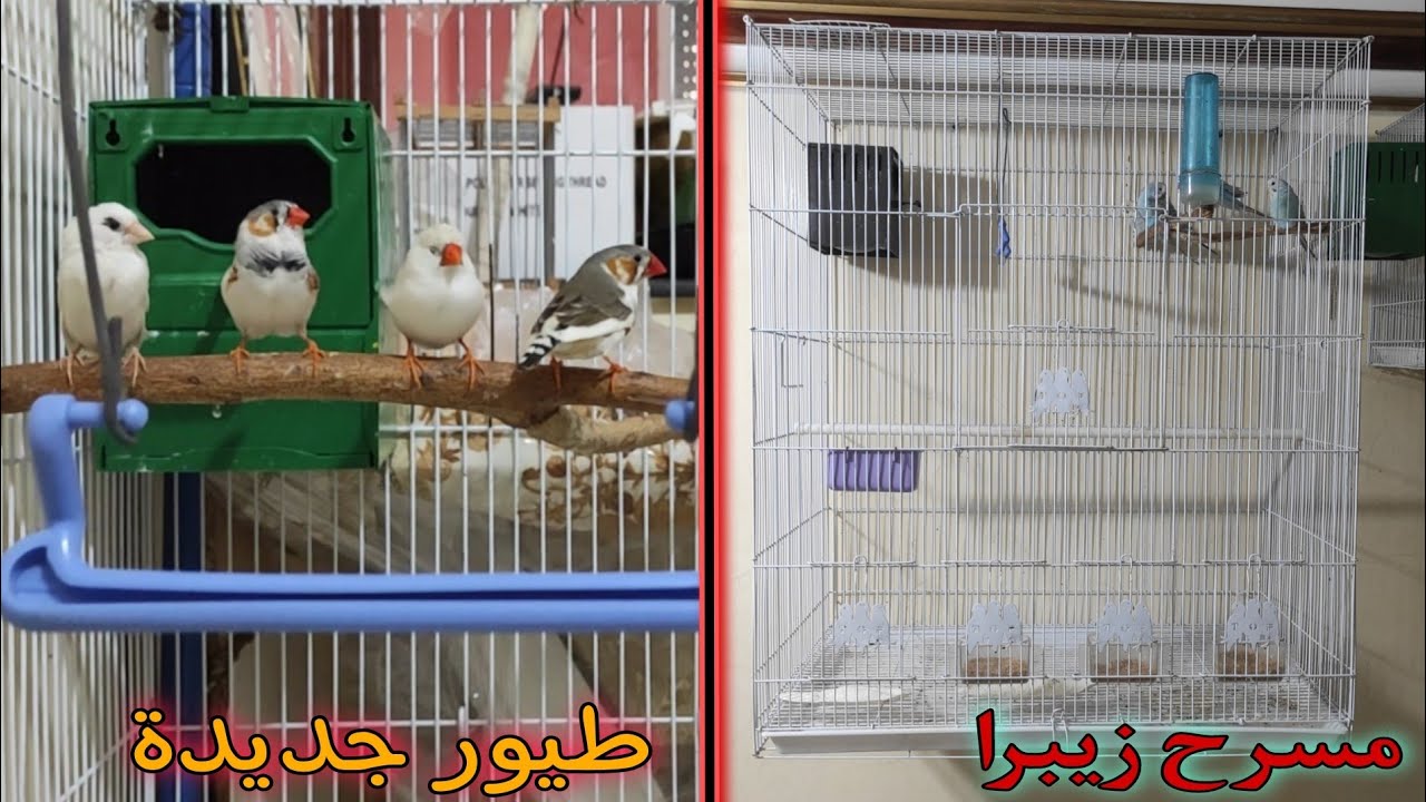 اشتريت زويجة ديال الزيبرا و صيبت ليهم مسرح | طلع ناضي 🌟🔥