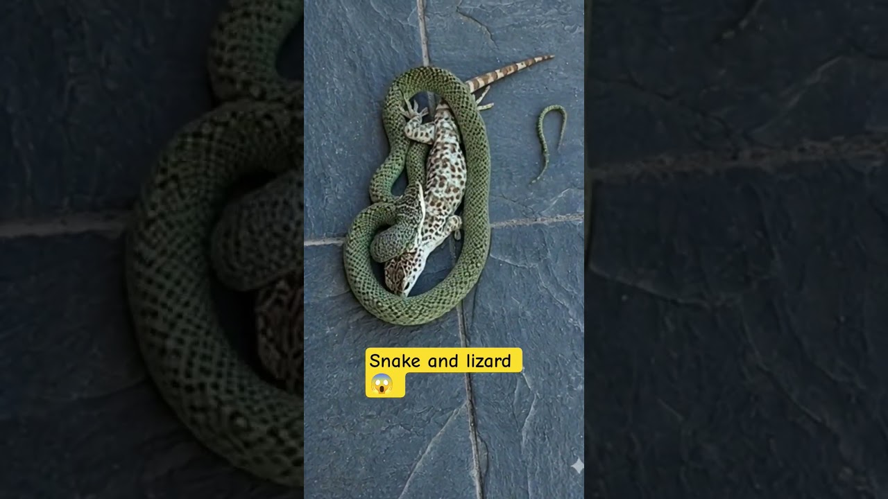 Snake vs Lizard | Intense Survival Fight in the Wild | Nature Documentary
