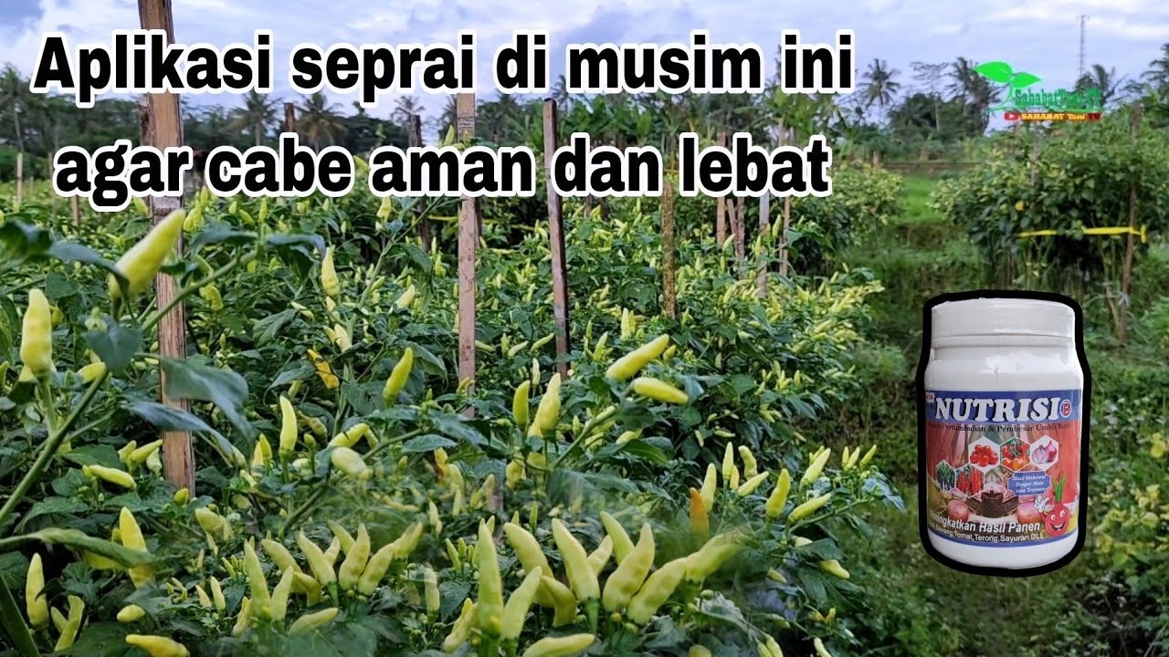 Bibit cabai rekomendasi petani saat ini