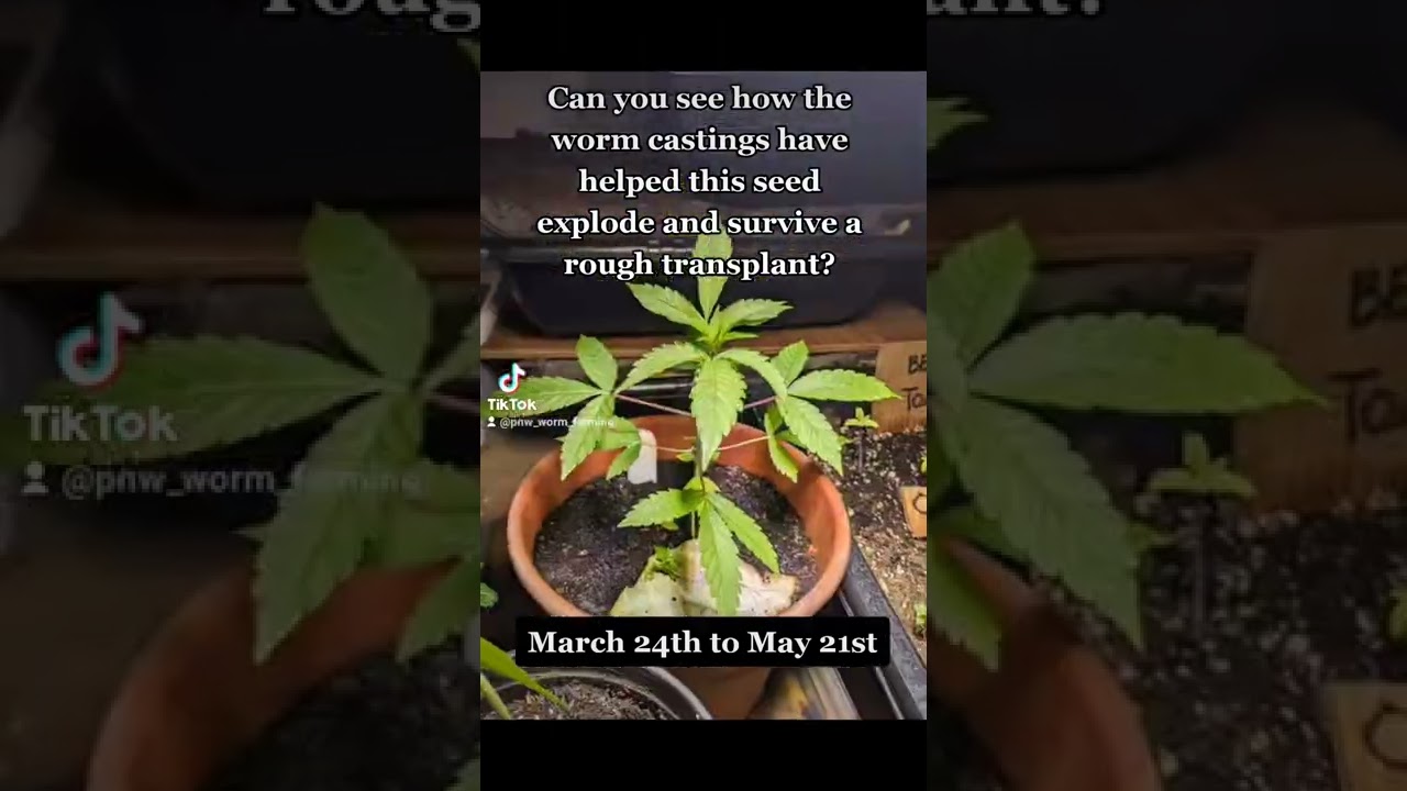 worm castings and Coco coir trial