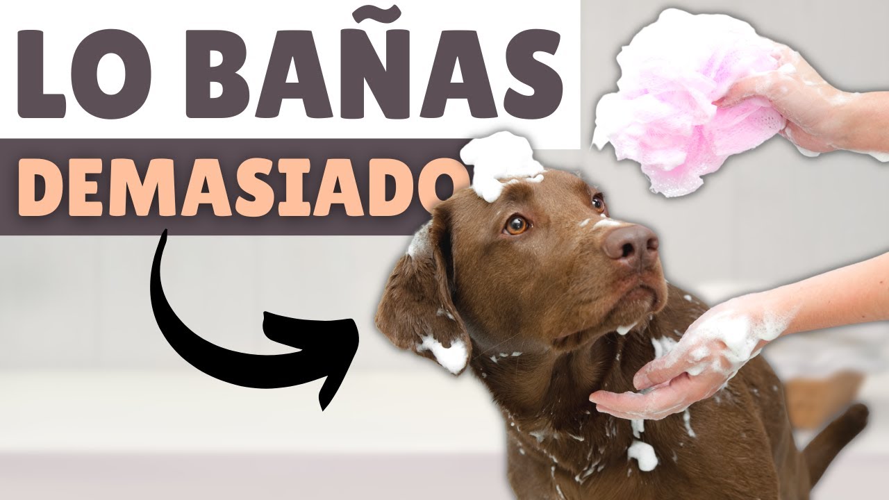 ¿Sabes cada CUÁNTO se debe BAÑAR A UN PERRO?